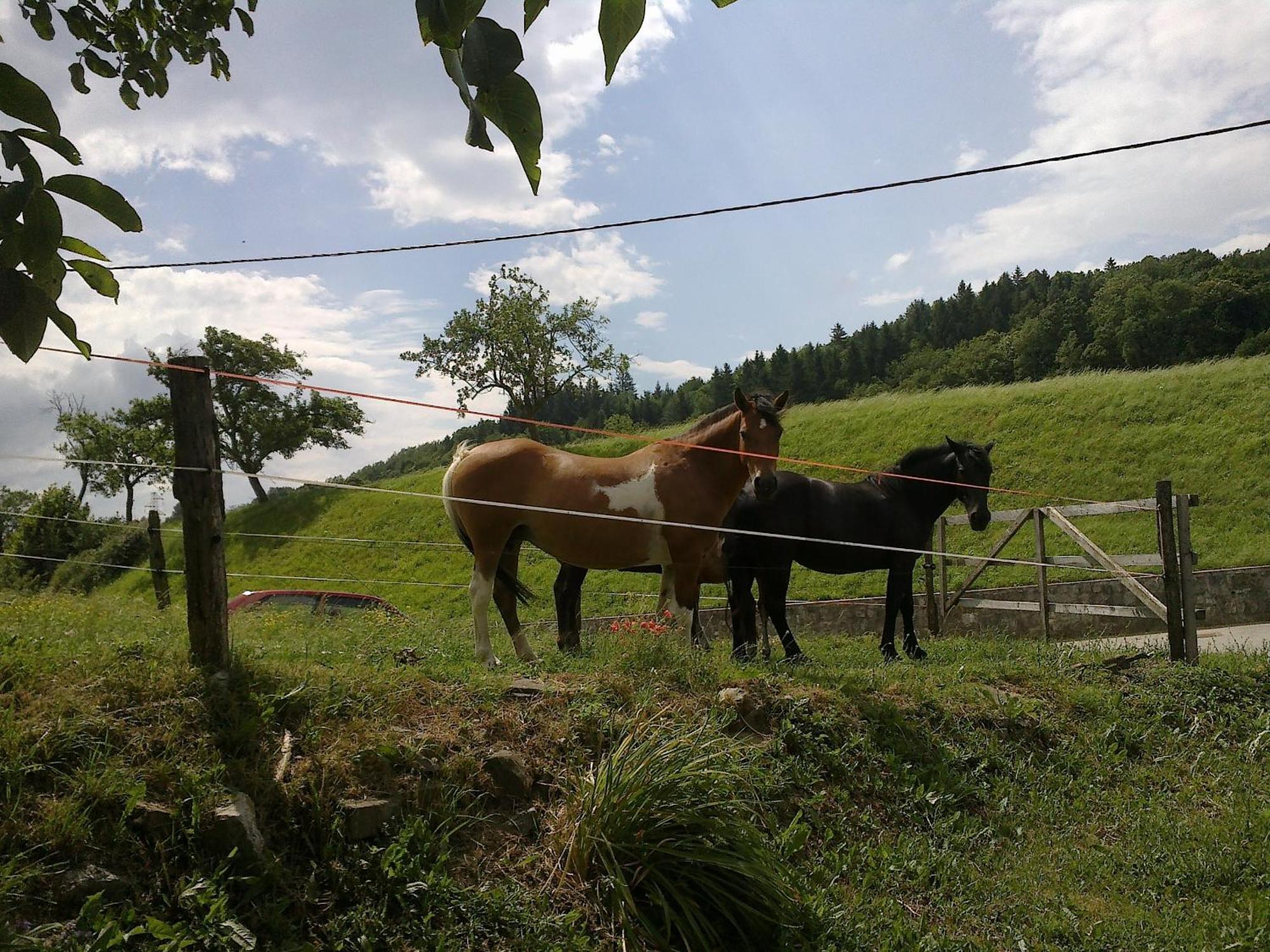 Bed And Breakfast Spelca Pivka Εξωτερικό φωτογραφία